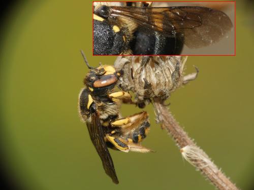 Réf. 288 766 : Anthidium sp.